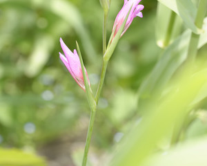 violet iris in a meadow