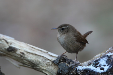 Eurasian wren