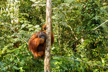 Fototapeta premium orangutan sitting in a tree.