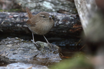 Eurasian wren