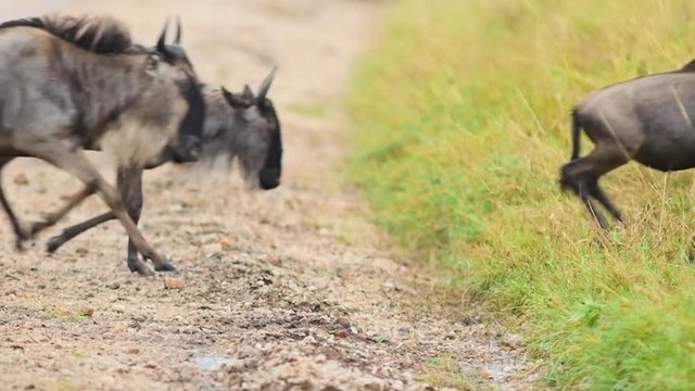 Wildebeest crossing road slow motion