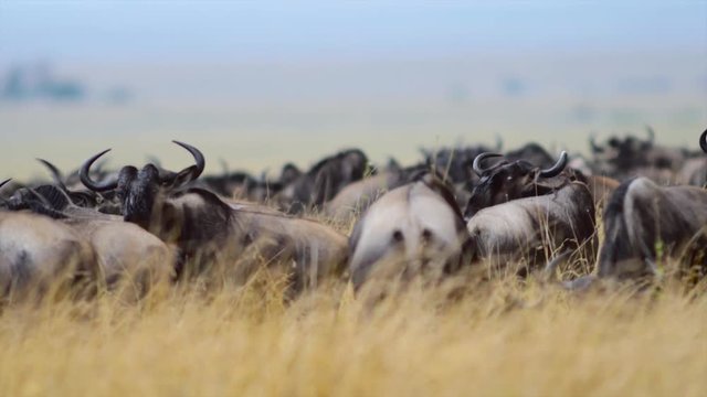 Herd of wildebeest close