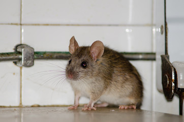 Black rat (Rattus rattus). Cruz de Pajonales. Tejeda. Gran Canaria. Canary Islands. Spain.