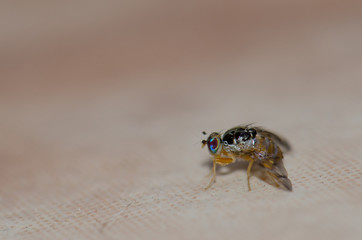 Mediterranean fruit fly (Ceratitis capitata). Arinaga. Aguimes. Gran Canaria. Canary Islands. Spain.