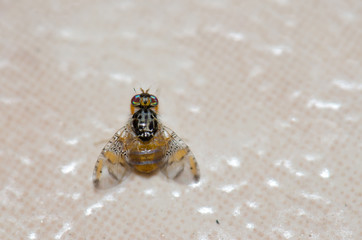 Mediterranean fruit fly (Ceratitis capitata). Arinaga. Aguimes. Gran Canaria. Canary Islands. Spain.