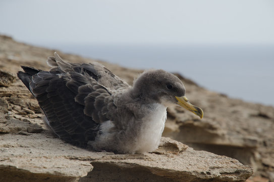 Cory's shearwater (Calonectris borealis). Juvenile. Medio Almud. Mogan. Gran Canaria. Canary Islands. Spain.