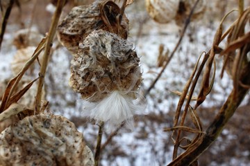 Winter Milk Weed 3