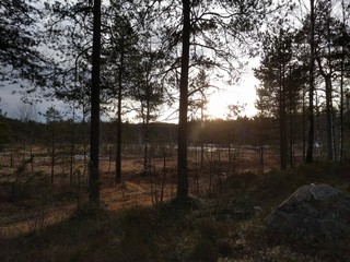 Forest with sun in Norway