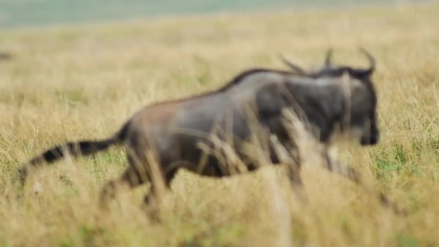 Hyena lurking for wildebeest