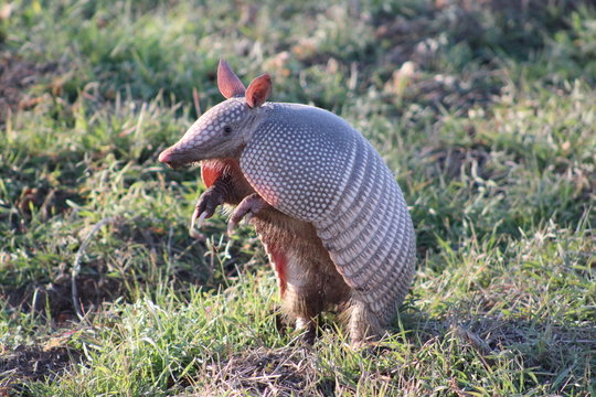 Armadillo standing on his hind legs looking to the side