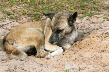 Sleeping dog Looking around