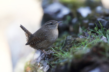 Eurasian wren