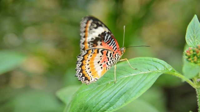 Cethocia Biblis (Red lacewings) butterfly on a leave