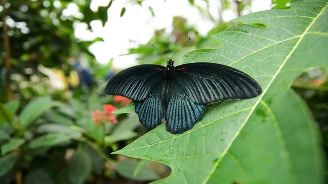 Papilio Memnon male (Great mormon) butterfly on a leave