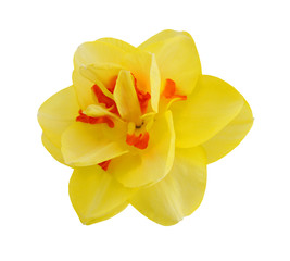 Fototapeta na wymiar Yellow flower on white background