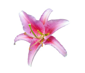 Beautiful pink lily, isolated on white 