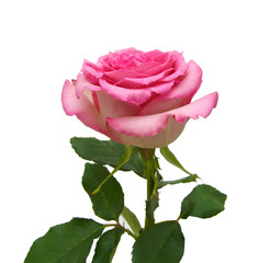 Pink rose on the white background 
