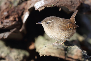Eurasian wren