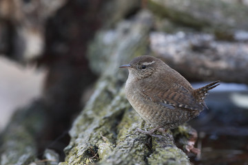 Eurasian wren