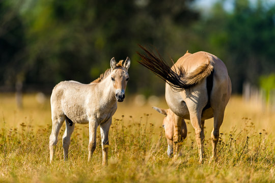 Przewalski's horse (Equus ferus przewalskii)