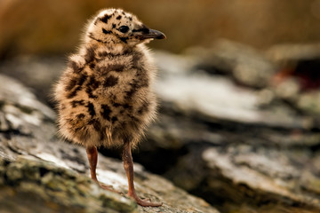 Great Black-backed Gull chick (Larus marinus) at the Norwegian bird-island Runde