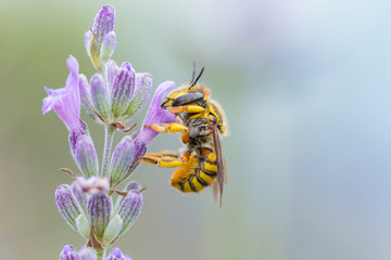Macro Bee
