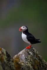 Atlantic Puffin (Fratercula arctica) Runde Island