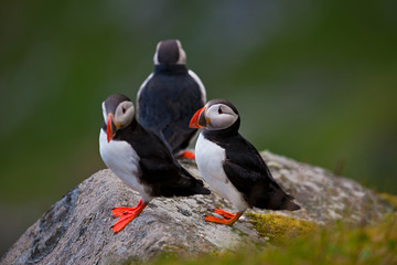 Fototapeta premium Atlantic Puffin (Fratercula arctica) Runde Island