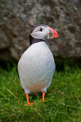 Atlantic Puffin (Fratercula arctica) Runde Island
