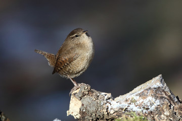 Eurasian wren