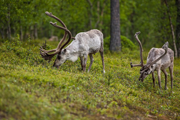 Reindeer (Rangifer tarandus)