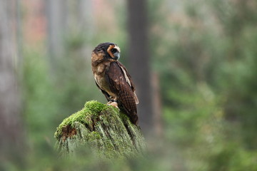 Strix leptogrammica. Owl in nature. Beautiful bird picture. Autumn colors. From bird life. Photographed in Czech.