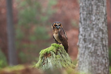 Strix leptogrammica. Owl in nature. Beautiful bird picture. Autumn colors. From bird life. Photographed in Czech.