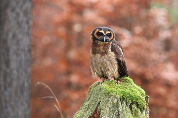 Strix leptogrammica. Owl in nature. Beautiful bird picture. Autumn colors. From bird life. Photographed in Czech.