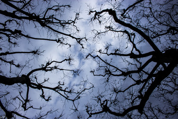 Branches trying to grab the winter sky