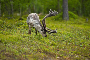 Reindeer (Rangifer tarandus)