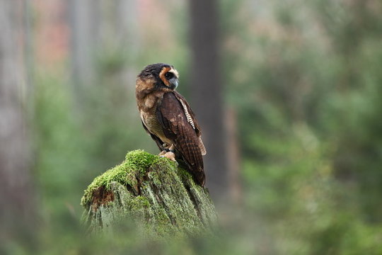Strix leptogrammica. Owl in nature. Beautiful bird picture. Autumn colors. From bird life. Photographed in Czech.