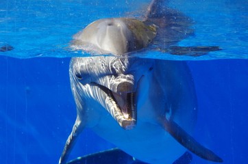  dolphin under the water bumped into the glass of the aquarium