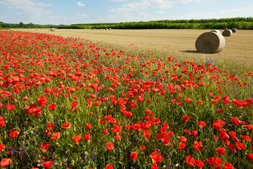 Poppy field with hay bales