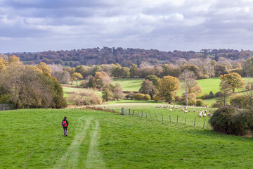 a person walking through English countryside during autumn with trees and grass on a sunny day - obrazy, fototapety, plakaty