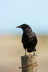 American Crow (Corvus brachyrhynchos)