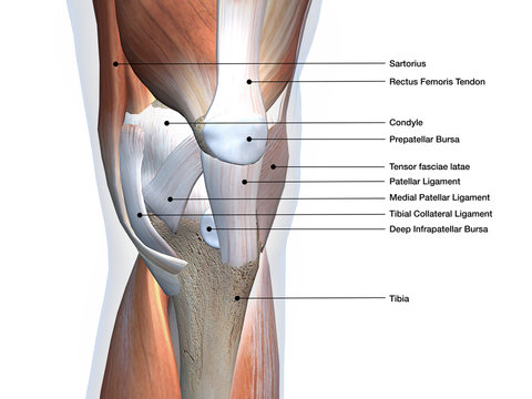 Knee Joint Muscles and Ligaments Labeled on White