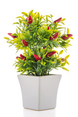 Small decorative chilli pepper plant