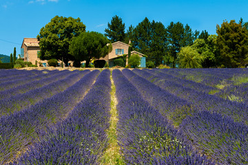 Naklejka na ściany i meble True lavender field (Lavandula angustifolia) in Provence, France