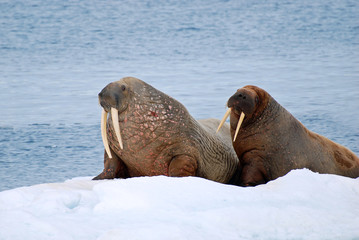 Two walruses on snow winter island in Arctic Svalbard Spitsberg © Richard Johnson