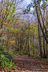 spells of lights in woods during autumn