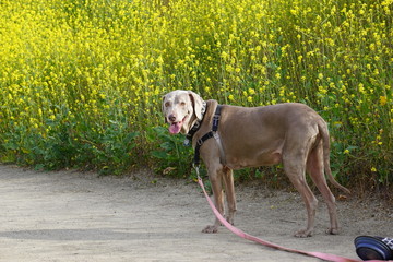 weimaraner