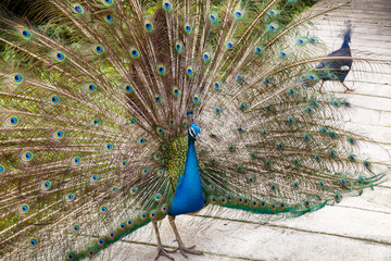 indian blue peafowl