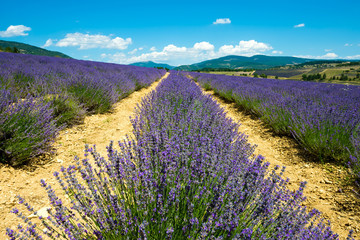 Obraz premium True lavender field (Lavandula angustifolia) in Provence, France