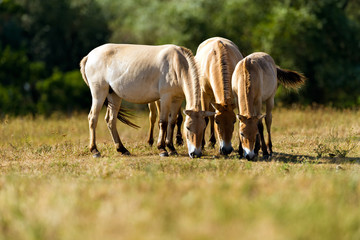 Przewalski's horse (Equus ferus przewalskii)